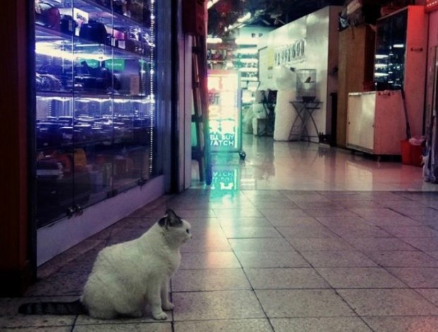 螢幕快照 2019-01-03 下午4.31.09